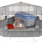 Kako držati ukrasne kuniće kod kuće i za rasplod za prodaju